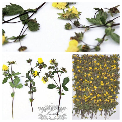 20 PCS Set (6-9CM) Dried Pressed yellow Flower Stems Real Pressed Flowers Dry Natural Preserved Flowers Stems Real Flat Flower Stems