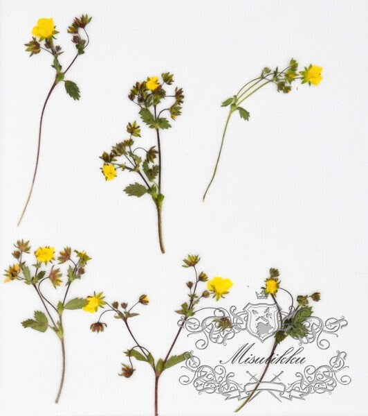 20 PCS Set (6-9CM) Dried Pressed yellow Flower Stems Real Pressed Flowers Dry Natural Preserved Flowers Stems Real Flat Flower Stems