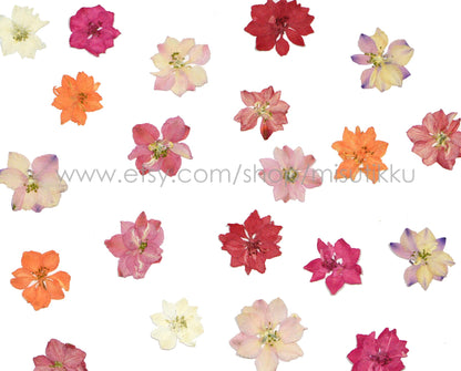 100 PCS Set (2-3.5CM) Mixed Larkspur Pressed Flowers Real Dried Larkspur Preserved Larkspur Flowers Flat Larkspur Pressed Dry Flowers Bulk