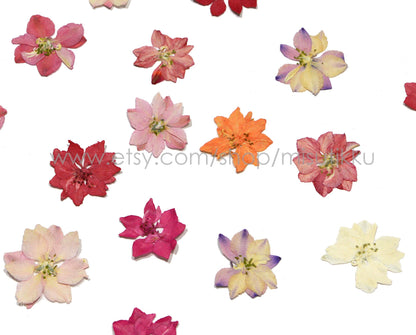 100 PCS Set (2-3.5CM) Mixed Larkspur Pressed Flowers Real Dried Larkspur Preserved Larkspur Flowers Flat Larkspur Pressed Dry Flowers Bulk