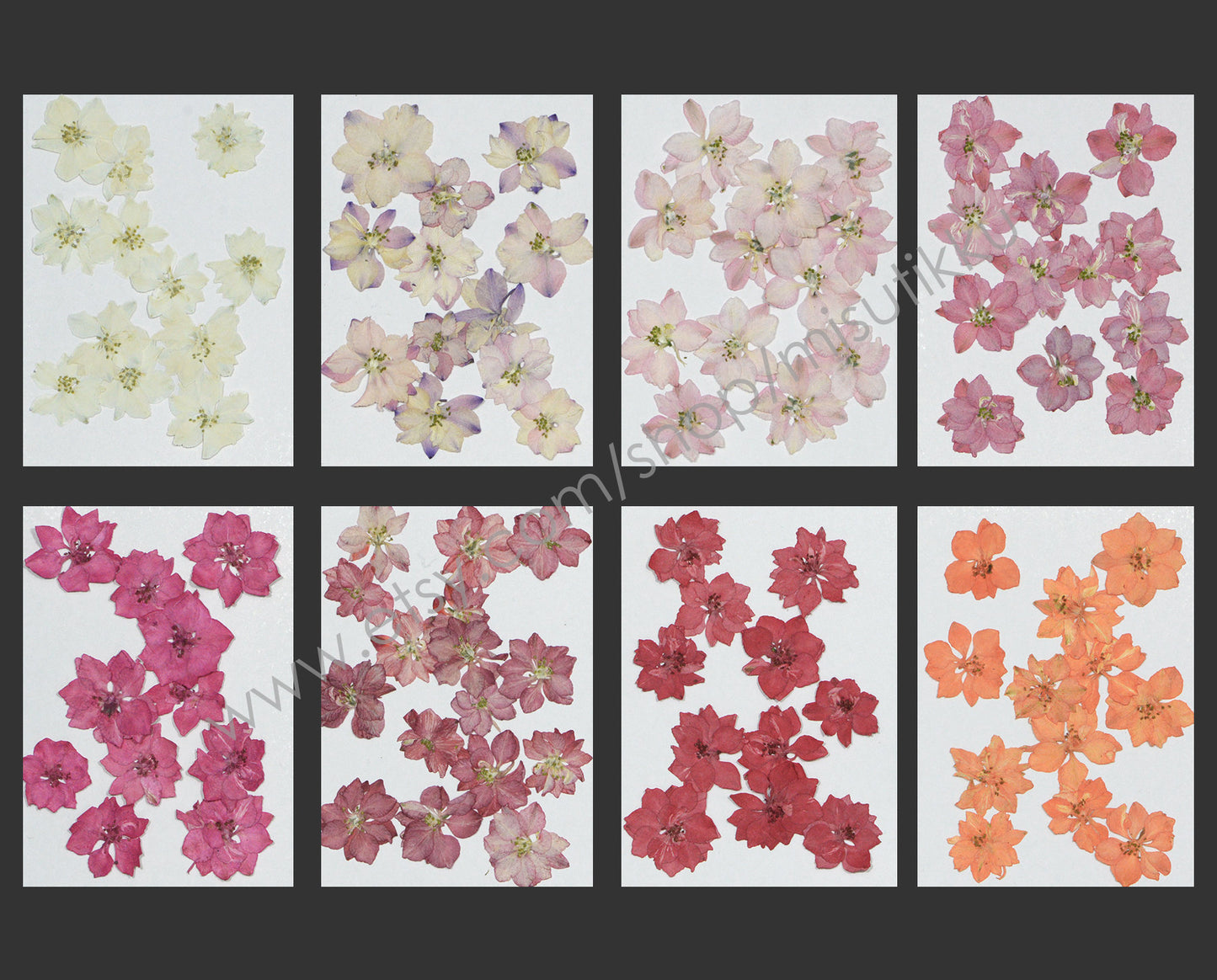 20 PCS/Set (2.5-4CM) Pressed Larkspur Flowers Real Dried Larkspur Preserved Pink Red Larkspur White Orange Dry Larkspur Flat Flowers