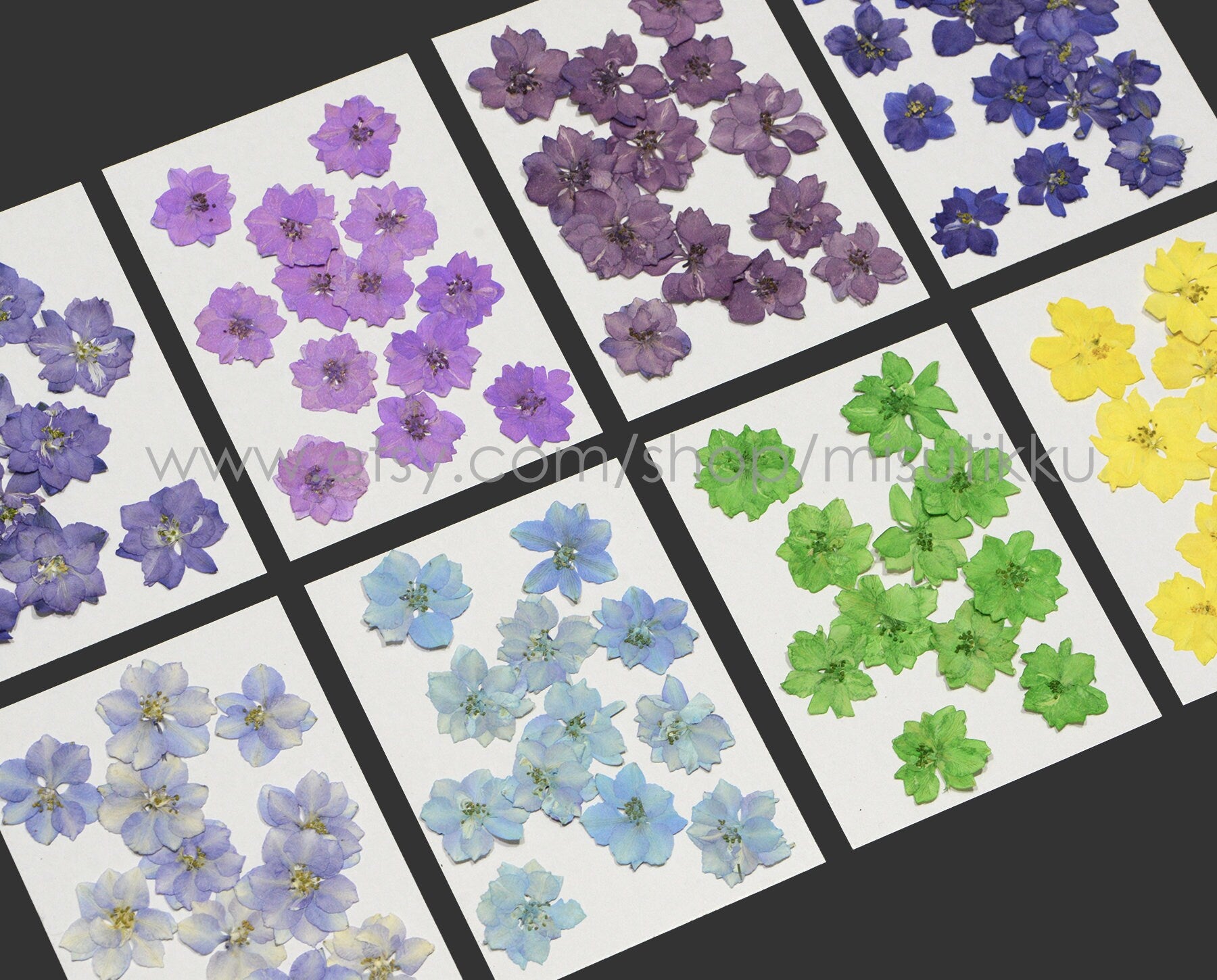 20 PCS/Set (2-3.5CM) Real Larkspur Pressed Flowers Preserved Dry Larkspur Flowers Flat Larkspur Dried Flowers Pressed Larkspur Flowers