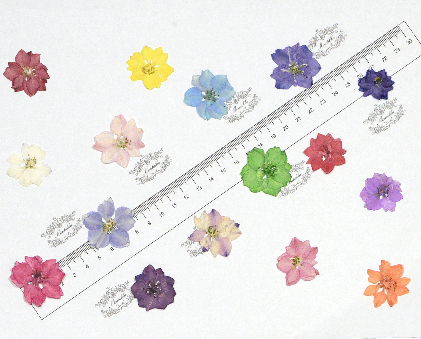 100 PCS Set (2-3.5CM) Pressed Dried Larkspur Flowers Mixed Real Larkspur Flowers Assorted Preserved Dry Pressed Larkspur Flowers Bulk