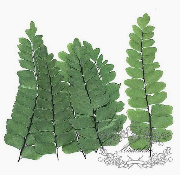 20 PCS Set (5-7CM) Pressed Leaves Pressed Flower Fern Pressed Greeny Foliage Real Dry Leaf Flat Leaves Dried Leaves Preserved Green Ferns