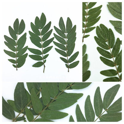 12 PCS Set (7-16CM) Pressed Dark Green dried Leaves Pressed Leaf Flat wildflower Presserved Real Greeny Fern flowers Foliage Stems