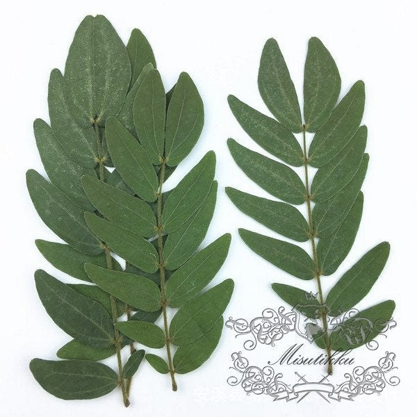 12 PCS Set (7-16CM) Pressed Dark Green dried Leaves Pressed Leaf Flat wildflower Presserved Real Greeny Fern flowers Foliage Stems