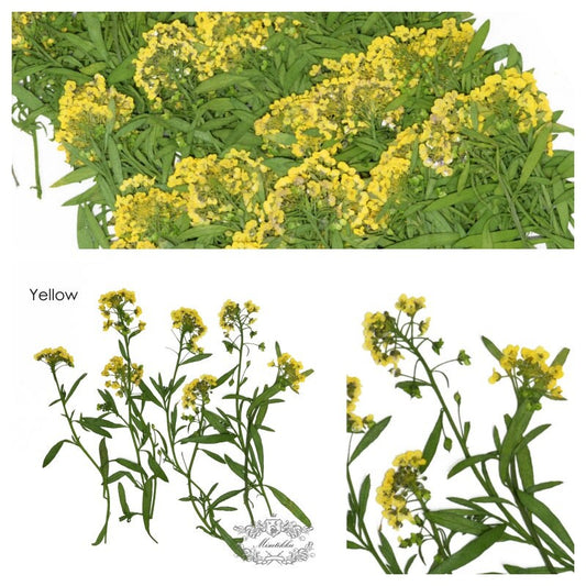 20 PCS Set (5-7CM) Pressed Dried Flowers Alyssum Yellow Flower Stems Dry REAL flower Stems Preserved Flat Preservation Yellow Flowers 