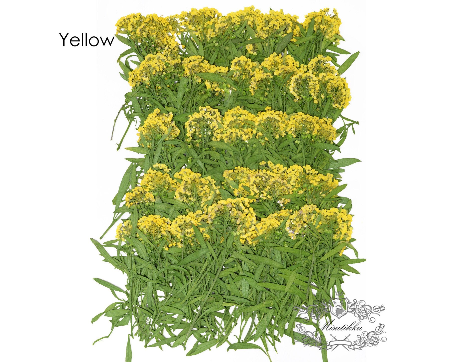 20 PCS Set (5-7CM) Pressed Dried Flowers Alyssum Yellow Flower Stems Dry REAL flower Stems Preserved Flat Preservation Yellow Flowers 