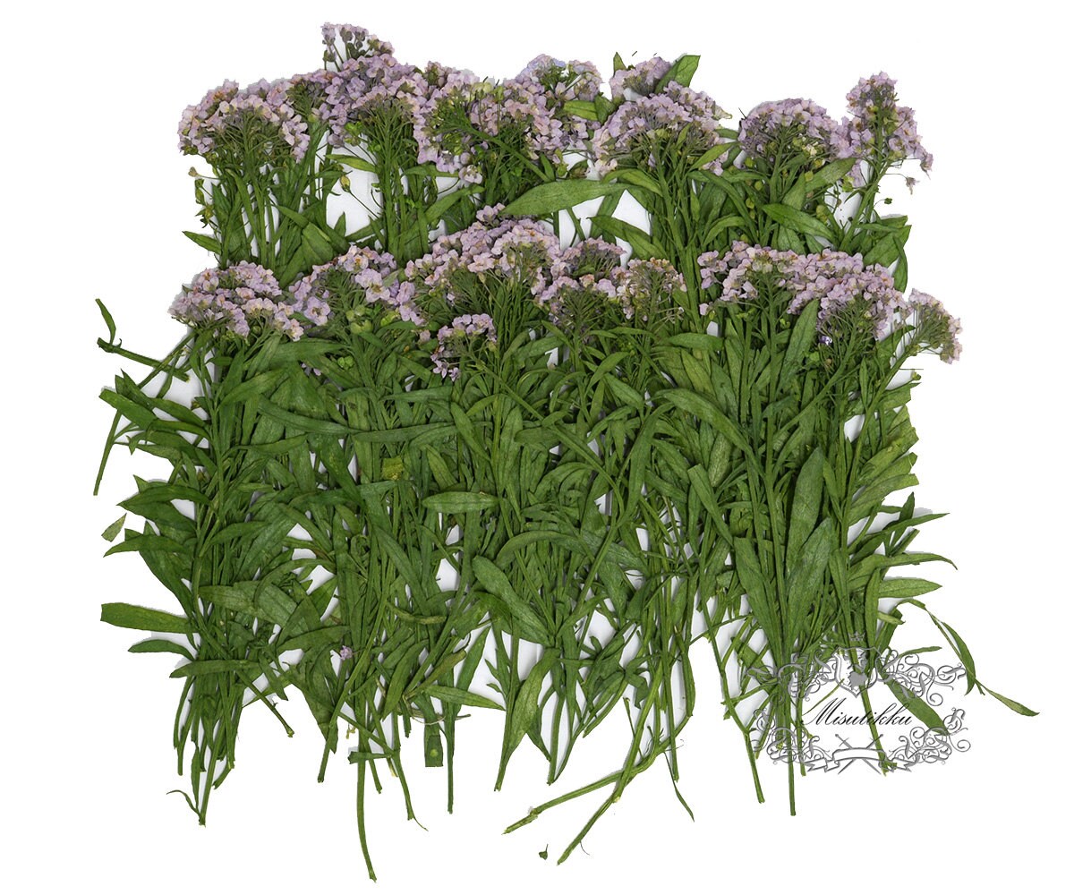 20 PCS Set (5-8CM) Pressed Light Purple Alyssum Flower Stems, Real Pressed Dried Flowers, Preserved Dried Real Flowers, Flat Dried Flowers