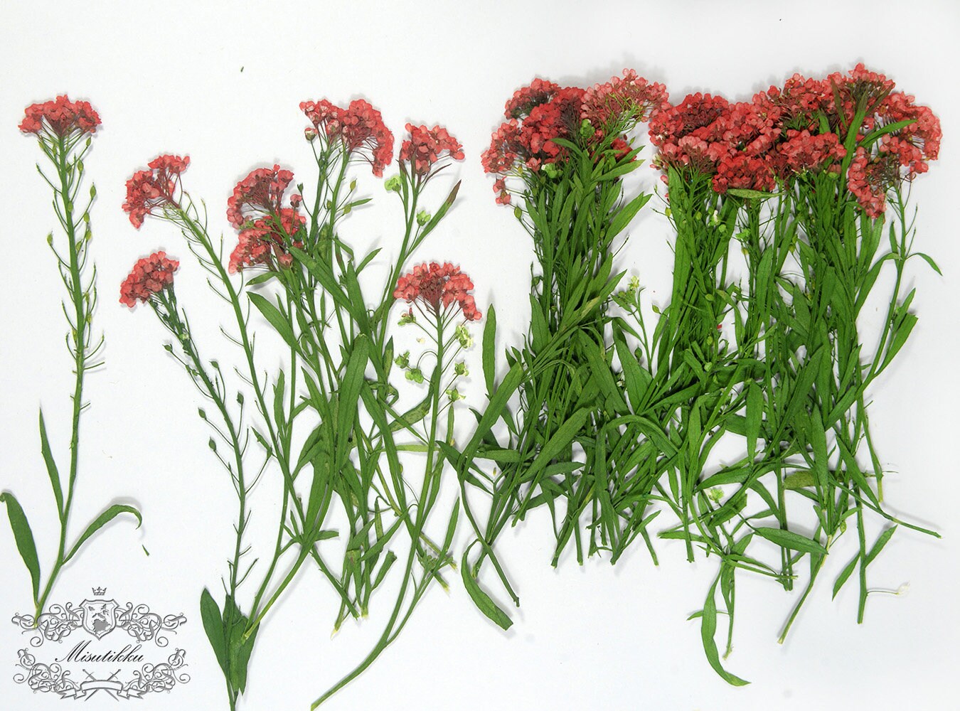 20 PCS Set (5-8CM) Dried Pressed Flowers, Real Pressed Alyssum Flower, Pressed Red Flower Stems, Flat Dried Flower, Preserved Real Flower