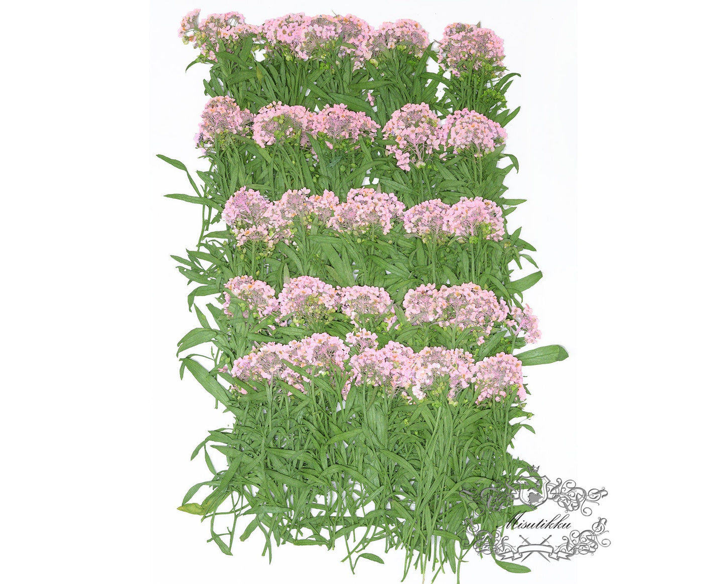 20 PCS/Set (5-8CM) Pressed Dried Pink Alyssum Flower Stem Real Pressed Flowers Dry Natural Preserved Flowers Stems Flat Flower Stems