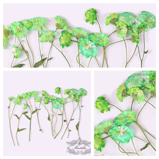 6 PCS Set (5-8CM) Pressed Dried Flowers Pressed Green Flower Stems Pressed Dried flat flowers Preserved Dried Pressed Green Real flower