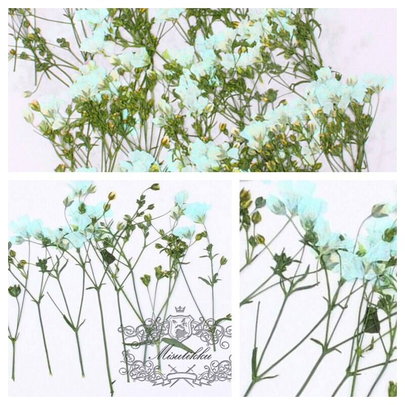 20 PCS Set (6-9CM) Dried Pressed Blue flower Stems Real drried Flower natural Flowers Leaves Preserved Wild Flat Leaf Petal Floral Stems