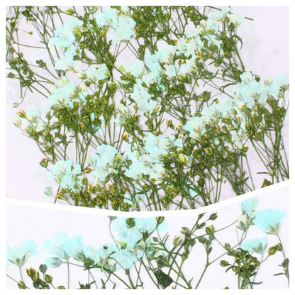 20 PCS Set (6-9CM) Dried Pressed Blue flower Stems Real drried Flower natural Flowers Leaves Preserved Wild Flat Leaf Petal Floral Stems