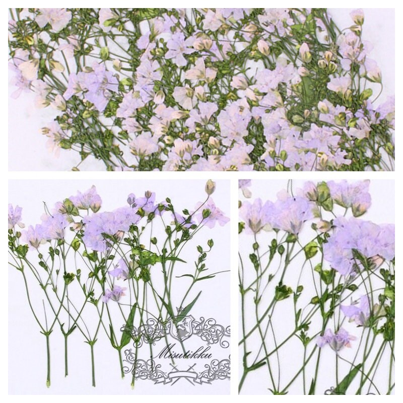 20 PCS Set (6-9CM) Pressed Purple Flower Stems Real Pressed Dried Flowers Natural Preserved Dry Real Wild Flat Flower Dried Petal Flowers