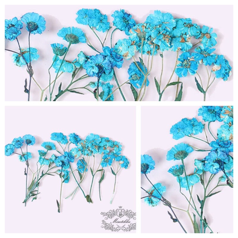 6 PCS Set (5–7CM) Dried Pressed Flowers, Pressed Blue flower Stems, Real dried Flower Stems, Pressed Dried Flower, Reael Flat Blue Flowers