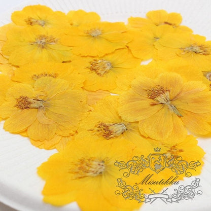 12 PCS Set (4-5CM) Pressed Flowers, Dried Yellow Cosmos Flower, Preserved Yellow Flat Flowers, Pressed Dried Flowers, Real Dried Flower,