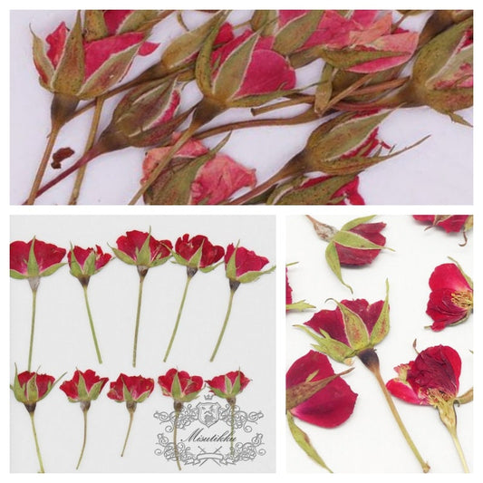 20 PCS/Set (3-5CM) Pressed Dried Red Rose Buds Pressed Real Flowers Tiny Rose Buds Dry Preserved Flowers Small Rose Buds Real Rose Stems