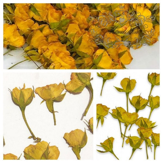 20 PCS Set (3-5CM) Dried Pressed Yellow Rose Buds, Pressed Dried Rose Flower Stems, Real Rose Buds , Pressed Flowers Small Rose Flowers