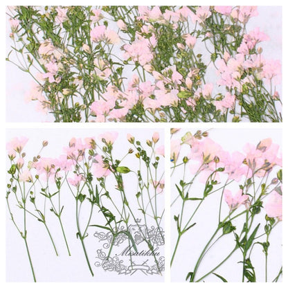 20 PCS/Set (6-9CM) Pressed Real Pink Dried Flower Stems Pressed Real Flowers Dry Natural Preserved Flowers Stems Flat Pink Flower Stems