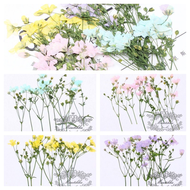 20 PCS Pack (6-9CM) Pressed Flower Stems, Dried Pressed Pink Flowers, Real Blue Flower Stems, Yellow Flat Flowers, Purple Dry Flower Stems