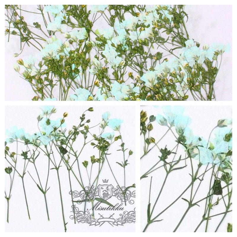 20 PCS Pack (6-9CM) Pressed Flower Stems, Dried Pressed Pink Flowers, Real Blue Flower Stems, Yellow Flat Flowers, Purple Dry Flower Stems