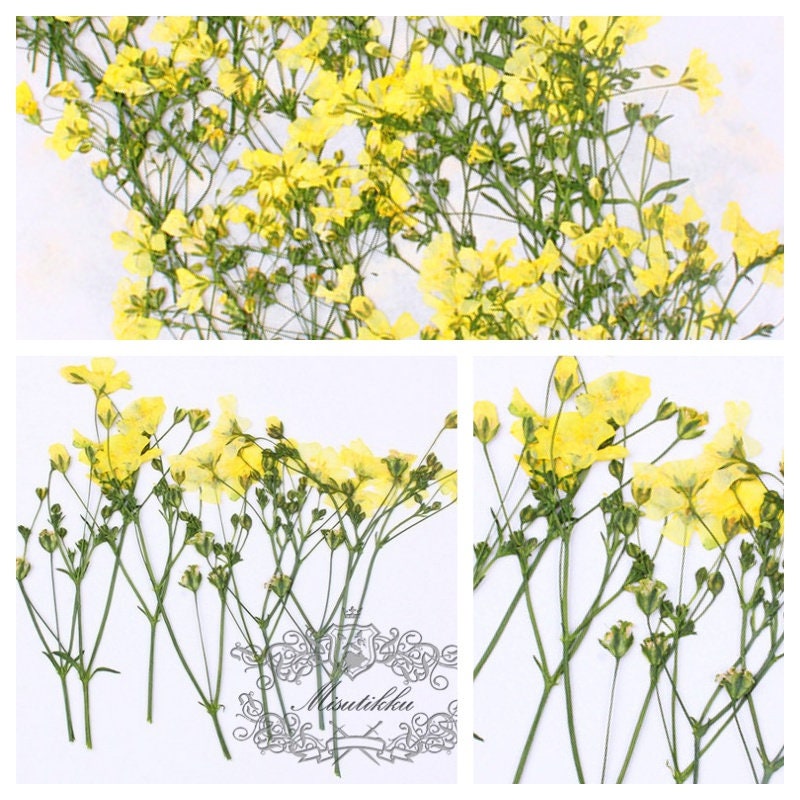 20 PCS Pack (6-9CM) Pressed Flower Stems, Dried Pressed Pink Flowers, Real Blue Flower Stems, Yellow Flat Flowers, Purple Dry Flower Stems