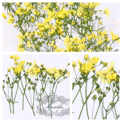 20 PCS Pack (6-9CM) Pressed Flower Stems, Dried Pressed Pink Flowers, Real Blue Flower Stems, Yellow Flat Flowers, Purple Dry Flower Stems