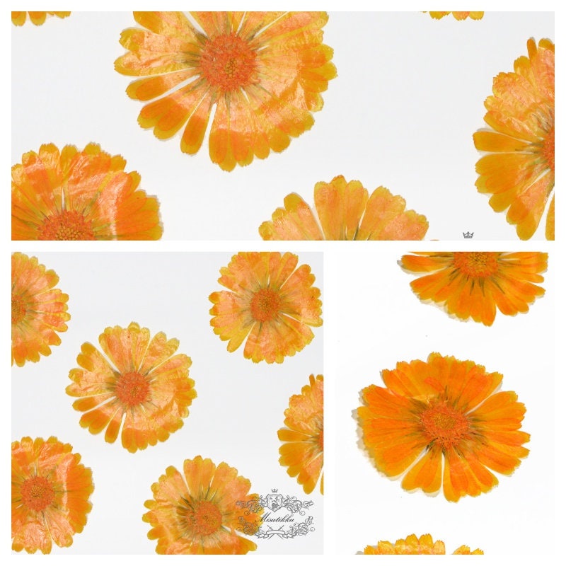 20 PCS (4-8CM) Pressed Flowers Large Orange Flower Preservation Dry Flat Real Flower Preserved Wild Dried flowers Natural Floral