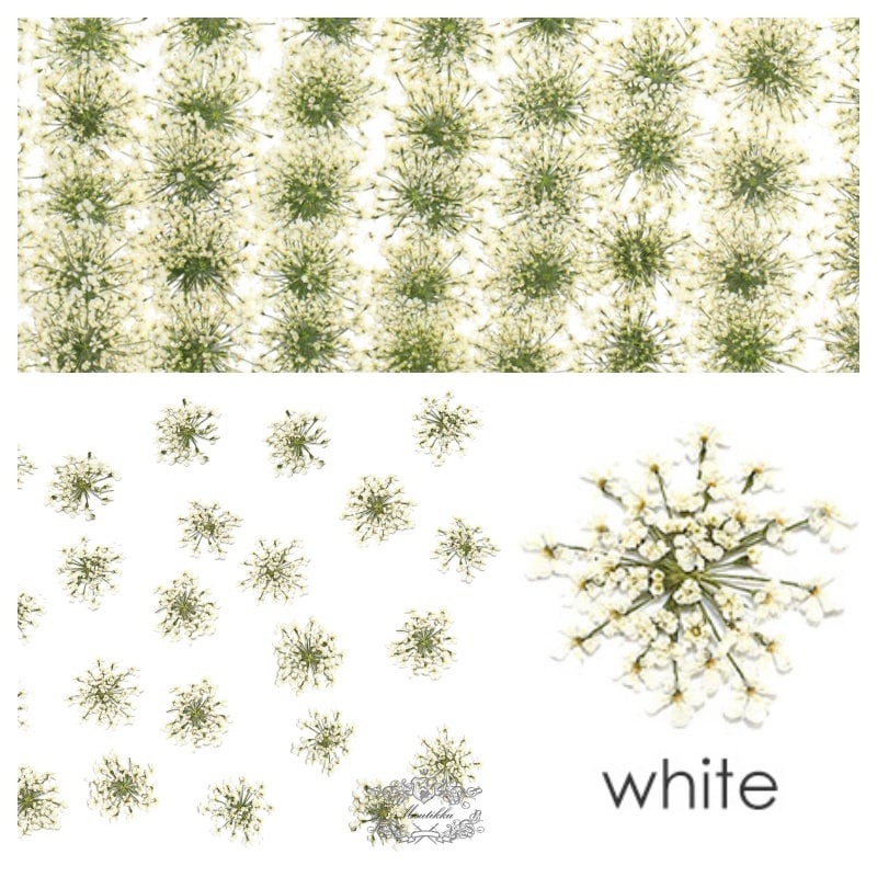 20 PCS Set (1.5-2.5CM) Dried White Queen Anne’s lace Pressed Flower, Real Pressed Queen Annes Lace Flower, Preserved Flat Dried Flowers