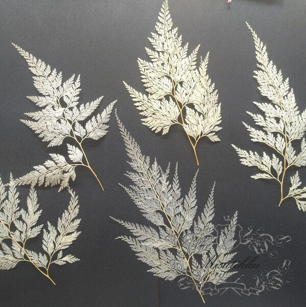 20 PCS Set (4-8CM) Dried pressed Winter Leaves Pressed Asian Royal Pressed fern pressed flowers Real Ivory White Dry Flat leaf foliage