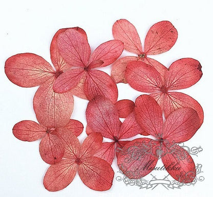 12 PCS/Set (0.8-3CM) Pressed Real Hydrangea Flower, Preserved Dried Flat Flowers, Pressed Dried Real Flowers , Pressed Red Hydrangea Flowers