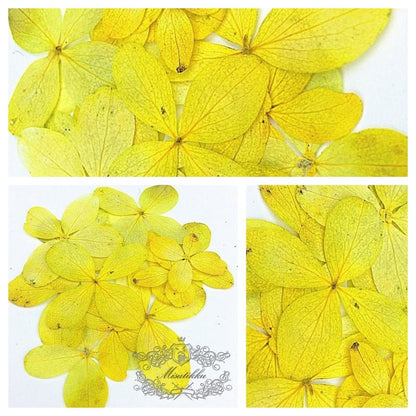 20 PCS Set (2-3CM) Pressed Hydrangea Flower Dried Yellow Hydrangea Preservation Real Flower Pressed flat Flowers Dry Preserved Flowers 