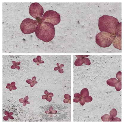 20 PCS / Set (1-1.5CM) Pressed Tiny Hot Pink Hydrangea Flower Dried Preserved Small Hydrangea Flowers Real Dry Pressed flat Wild Flowers