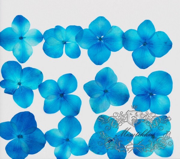 12 PCS Set (2-3CM) Pressed Flowers, Blue Hydrangea Dried Flower, Dried Real Flowers, Pressed flat Flowers, Blue Pressed Dried Flowers