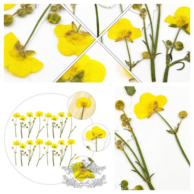 20 PCS Set (5-7CM) Dried Pressed Yellow Buttercup Flower Stems Real Pressed Dry Flowers Natural Preserved Flowers Stems Real Flat Flower 