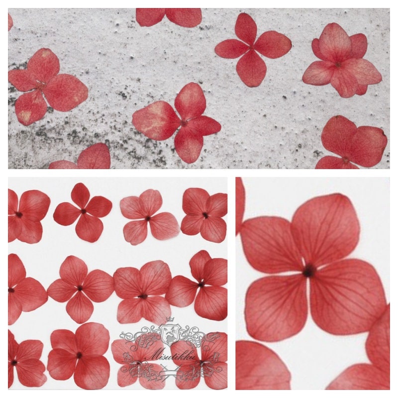 12 PCS/Set (0.8-3CM) Pressed Red Hydrangea Flower, Preservation Real Dried Flowers, Pressed flat Dried Flowers , Pressed Hydrangea Flowers