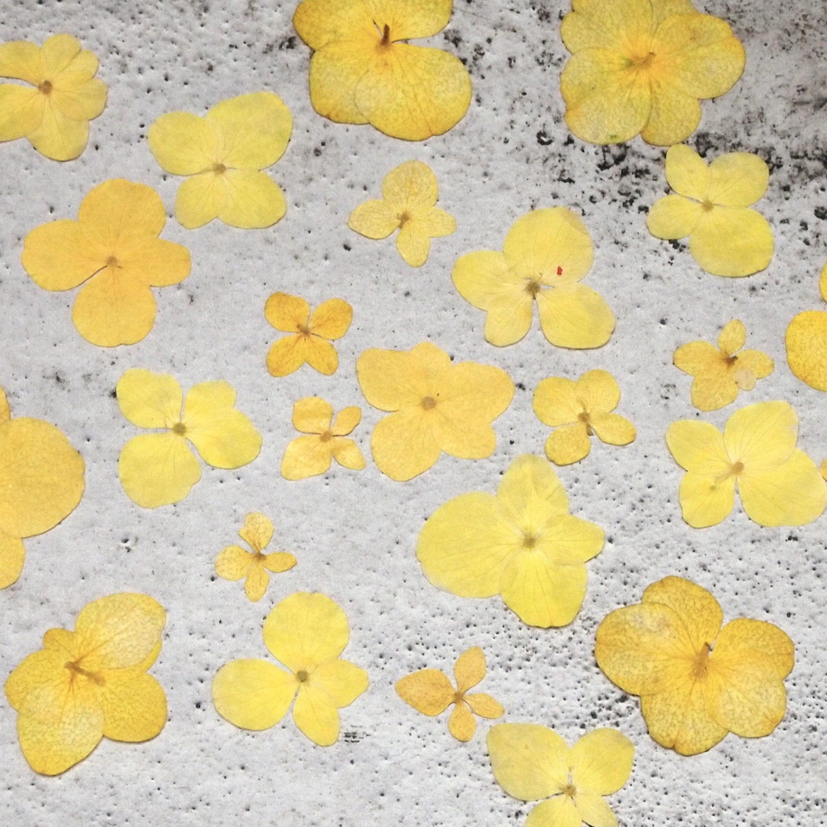 20 PCS Set (1-3CM) Pressed Yellow Hydrangea Flower Dried Hydrangea Preservation Real Flower flat Flowers Preserverd Dry yellow flowers