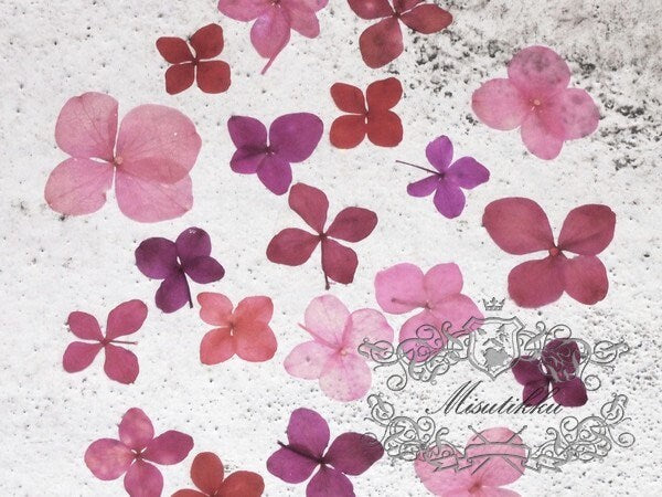 20 PCS/Set (1-3.5CM) Pressed Flower Mixed Assorted Pink Transparent Hydrangea Dried Real Flowers Mix flat Preserved Dry Pink Flowers 