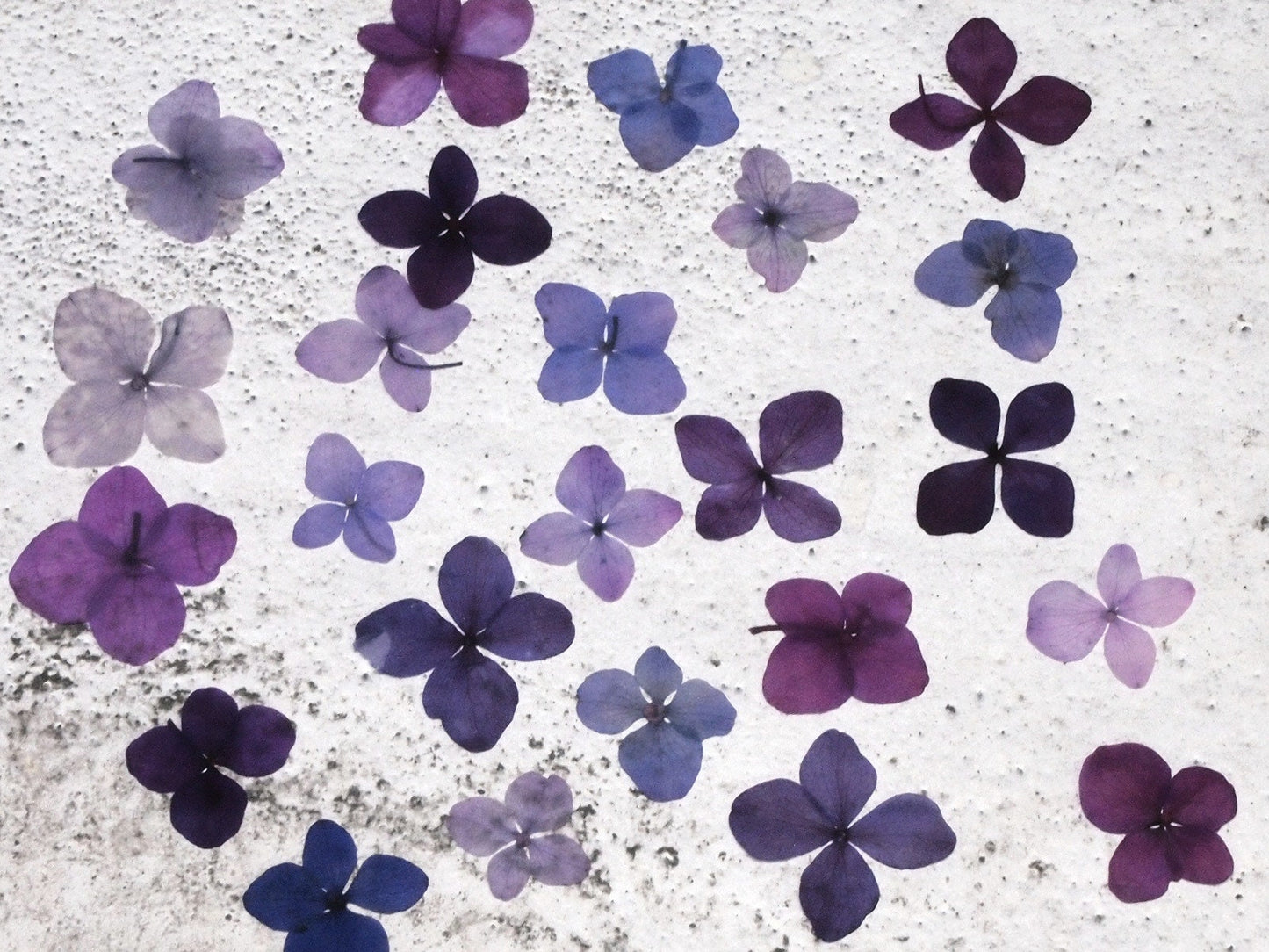 20 PCS Set (1-3CM) Pressed Flowers Mixed Assorted Purple Transparent Hydrangea Flower Dried Mix Real flat Hydrangea Dry Preserved Flower