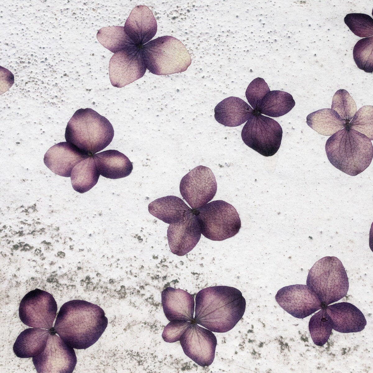 12 PCS Set (1-2CM) Pressed Tiny Flowers, Dark Purple Hydrangea Flower, Dried Real Pressed flat Flowers, Preserved Small Hydrangea Flowers