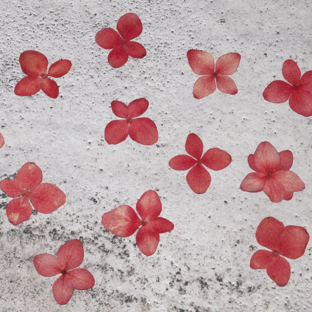 12 PCS/Set (0.8-3CM) Pressed Red Hydrangea Flower, Preservation Real Dried Flowers, Pressed flat Dried Flowers , Pressed Hydrangea Flowers