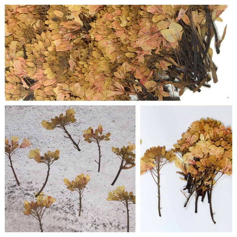 12 PCS Set (5-7CM) Pressed Dried Brown Flower Leaves, Flat pressed Dried flower, Real Pressed flower, Dried Flat Pressed Real Flowers