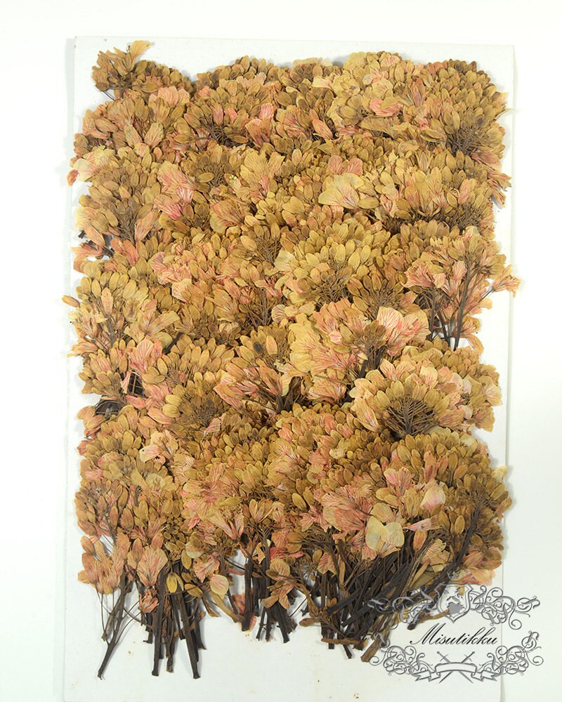 12 PCS Set (5-7CM) Pressed Dried Brown Flower Leaves, Flat pressed Dried flower, Real Pressed flower, Dried Flat Pressed Real Flowers