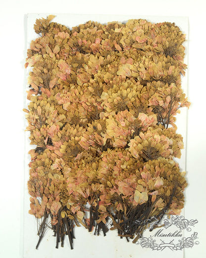 12 PCS Set (5-7CM) Pressed Dried Brown Flower Leaves, Flat pressed Dried flower, Real Pressed flower, Dried Flat Pressed Real Flowers