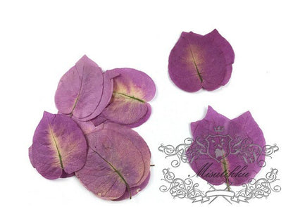 20 PCS Set (3-5CM) Set Pressed bougainvillea Leaves Purple leaves Ferns Preserved Dry Autumn Leaf Dried Leaves Pressed Flower Flat Leaf