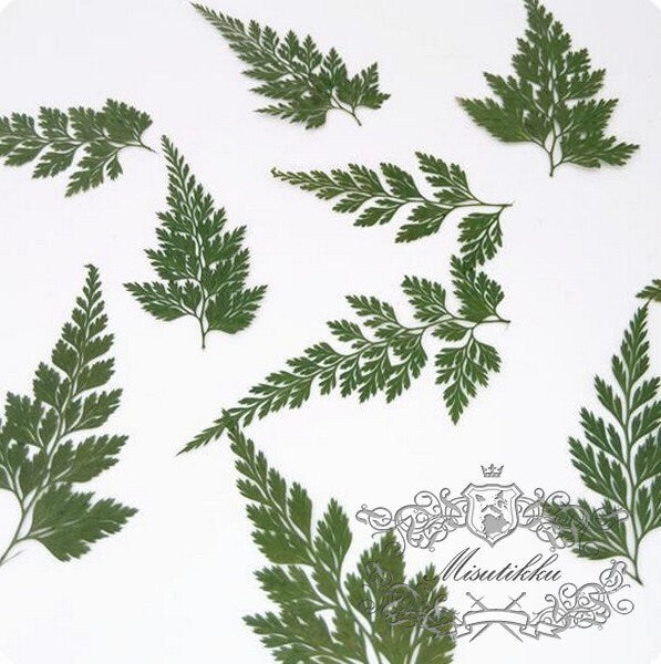 20 PCS Set (4-9CM) Dried pressed Leaves Dark Green Asian Royal fern Pressed leaves pressed flowers Real wild Dry Flat leaf green foliage