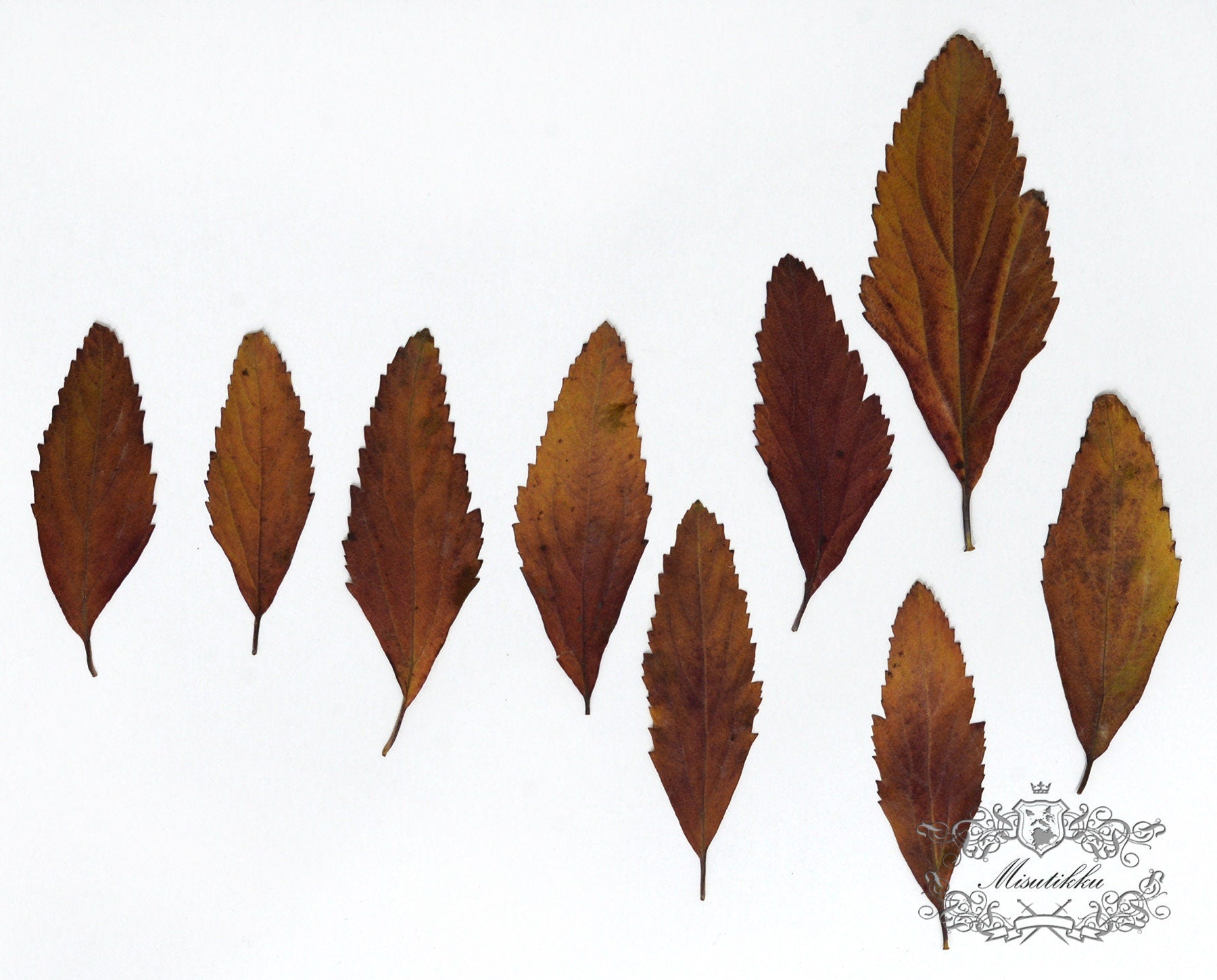 20 PCS Set (4-8CM) Pressed Leaves Red Natural Real leaves Ferns Preserved Dry Autumn Leaf Ferns Dried Leaves Pressed Flower Flat Leaf