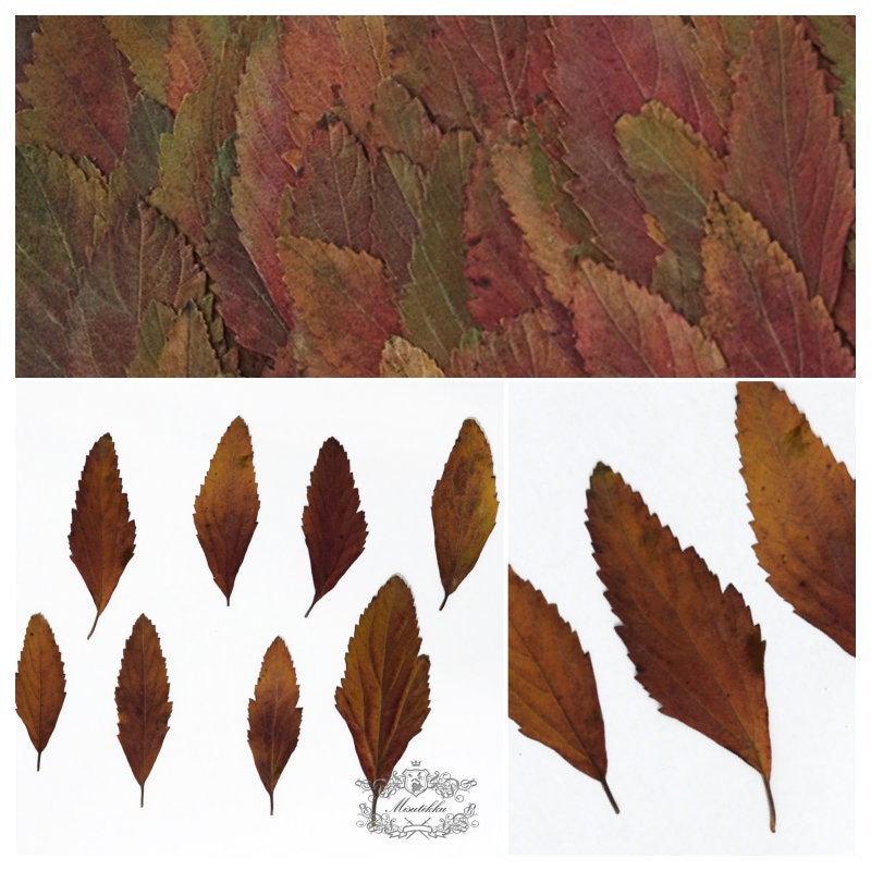 20 PCS Set (4-8CM) Pressed Leaves Red Natural Real leaves Ferns Preserved Dry Autumn Leaf Ferns Dried Leaves Pressed Flower Flat Leaf