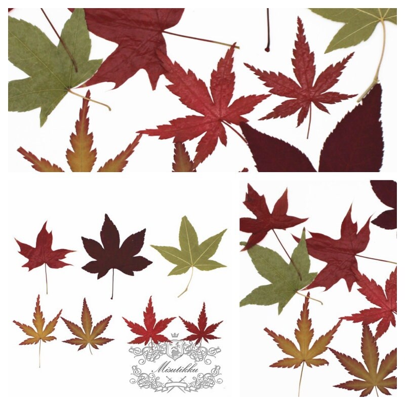 20 PCS Set (4-8CM) Pressed Maple Leaves Mix Assorted Color Flower Ferns Brown Dry Autumn Green Maple Leaf Dried Red Leaves Flat Leaf